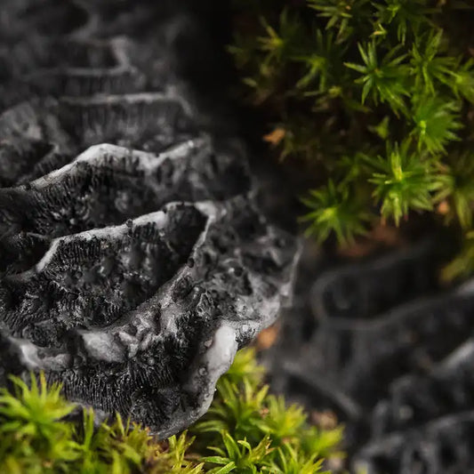 CS - Black Coral and Moss 黑珊瑚和苔蘚